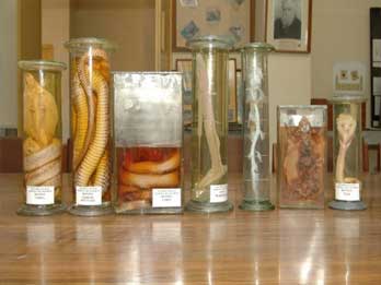 Zoology Laboratory